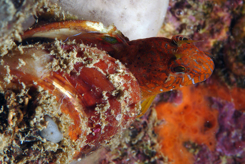 Parablennius zvonimiri (dettaglio tentacoli intermedi)